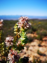 Paranomus roodebergensis