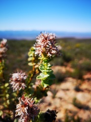 Paranomus roodebergensis