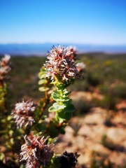 Paranomus roodebergensis