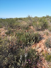 Paranomus roodebergensis