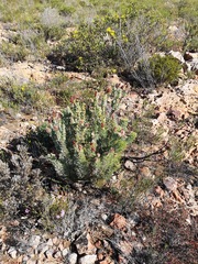 Paranomus roodebergensis