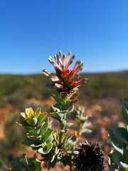 Paranomus roodebergensis