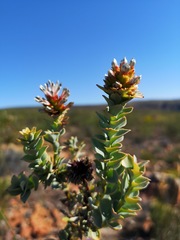 Paranomus roodebergensis