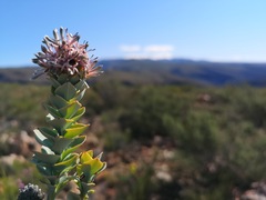 Paranomus roodebergensis