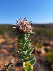 Paranomus roodebergensis