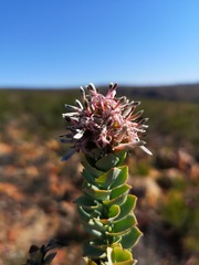 Paranomus roodebergensis
