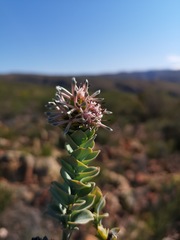 Paranomus roodebergensis
