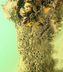 Redigobius macrostoma