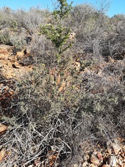 Lotononis dahlgrenii