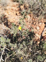 Lotononis dahlgrenii