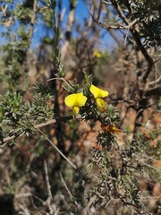 Lotononis dahlgrenii