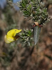 Lotononis dahlgrenii