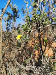 Lotononis dahlgrenii