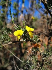 Lotononis dahlgrenii