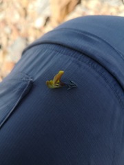 Lotononis dahlgrenii