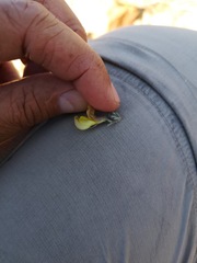 Lotononis dahlgrenii