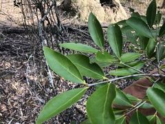 Elaeodendron australe