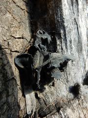 Auricularia auricula-judae