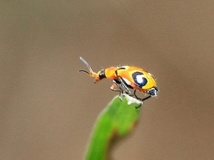 Dicranolaius c-pupureus