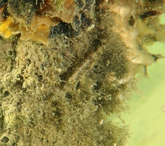 Redigobius macrostoma
