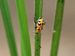 Dicranolaius c-pupureus