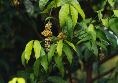 Rhabdophyllum arnoldianum