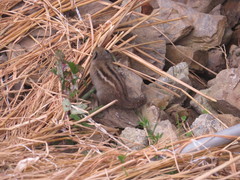 Tamiops maritimus formosanus