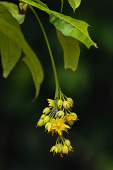 Rhabdophyllum arnoldianum