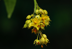 Rhabdophyllum arnoldianum