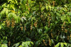 Rhabdophyllum arnoldianum