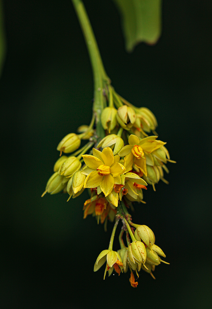 Rhabdophyllum