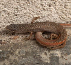 Southern Weasel Skink photo 3
