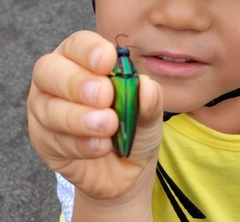 Chrysochroa fulgidissima