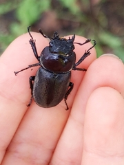 Dorcus rectus