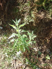Senecio glomeratus glomeratus