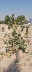 Calotropis procera