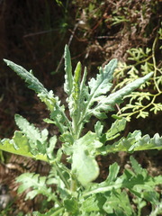 Senecio glomeratus glomeratus