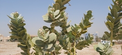 Calotropis procera