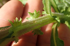 Senecio glomeratus glomeratus