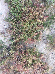 Crassula thunbergiana