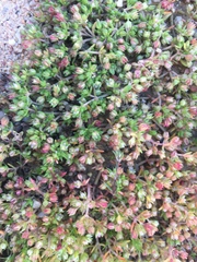 Crassula thunbergiana