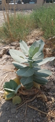 Calotropis