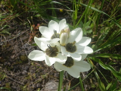 Ixia abbreviata