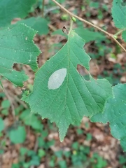 Phyllonorycter coryli