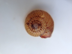 Punctoidea