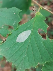Phyllonorycter coryli