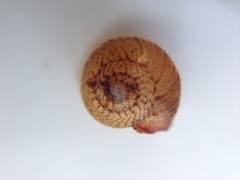 Punctoidea