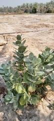 Calotropis procera