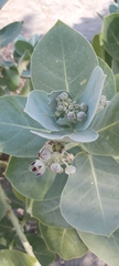 Calotropis procera
