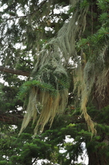 Usnea cavernosa